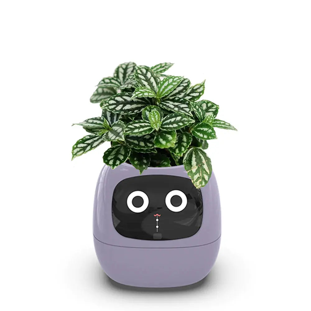 PLANTSIO Ivy Smart Flowerpot: Enhance your indoor or outdoor garden with this innovative smart flowerpot, equipped with advanced technology to monitor and nourish your plants.